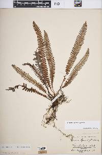 Blechnum spicant image