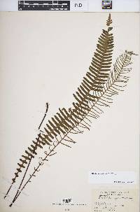 Blechnum spicant image