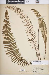 Blechnum spicant image