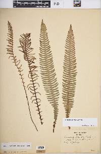 Blechnum spicant image