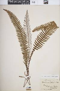 Blechnum spicant image