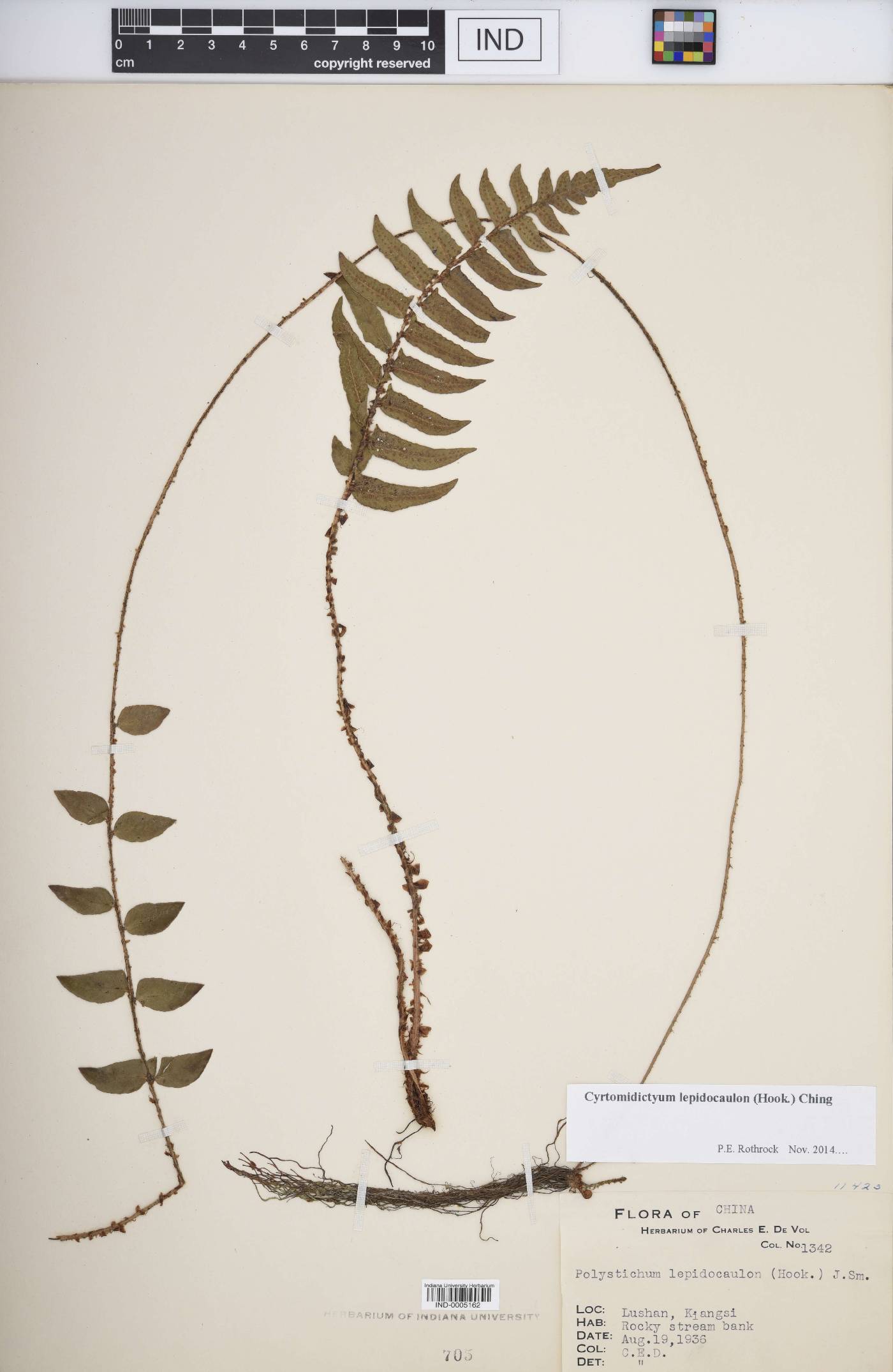 Cyrtomidictyum lepidocaulon image