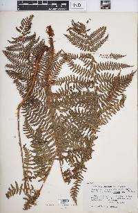 Dryopteris arguta image