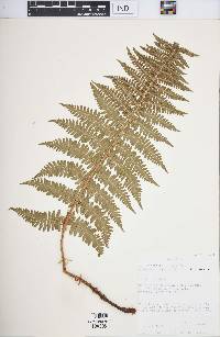 Dryopteris arguta image