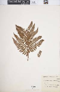 Dryopteris arguta image