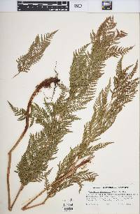 Dryopteris athamantica image