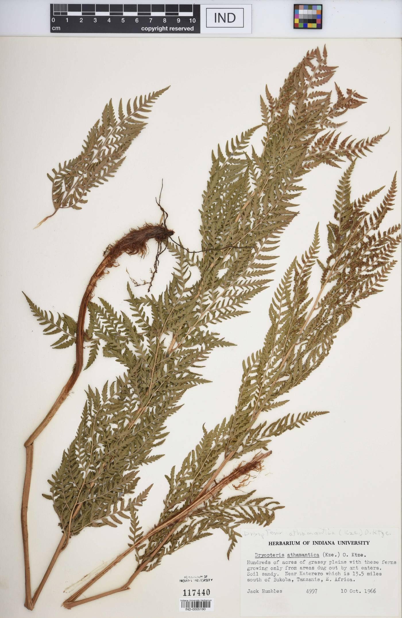 Dryopteris athamantica image