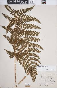 Dryopteris × boottii image