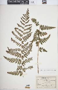 Dryopteris × boottii image