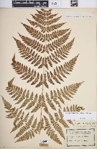 Dryopteris campyloptera image