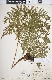 Dryopteris campyloptera image