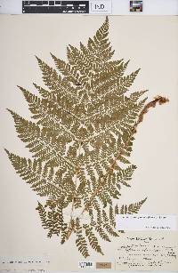 Dryopteris campyloptera image