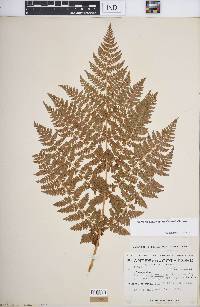 Dryopteris campyloptera image