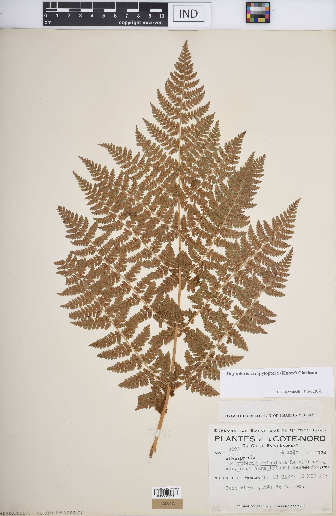 Dryopteris campyloptera image