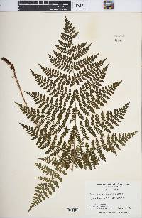 Dryopteris campyloptera image