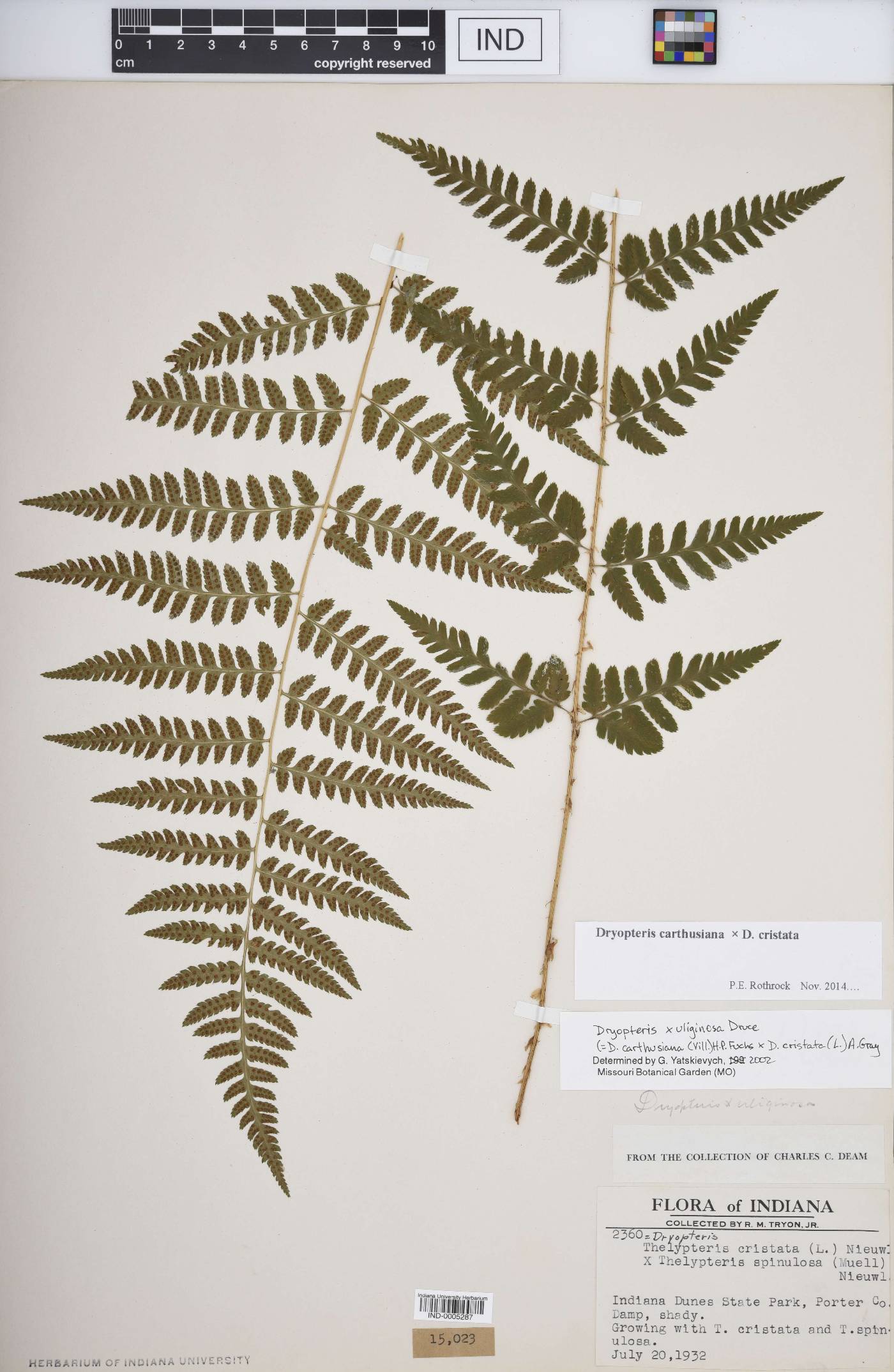 Dryopteris F1 hybrid image