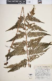 Dryopteris celsa image