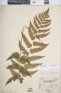 Dryopteris clintoniana image