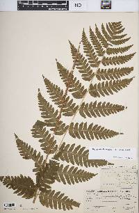 Dryopteris clintoniana image