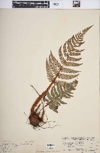 Dryopteris championii image