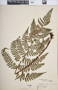 Dryopteris championii image