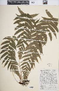 Dryopteris clypeolutata image