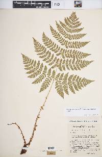 Dryopteris expansa image