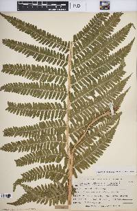 Dryopteris fragrans image