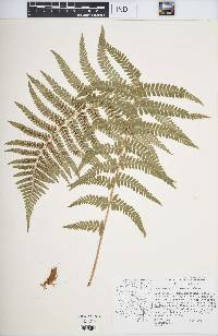 Dryopteris fragrans image