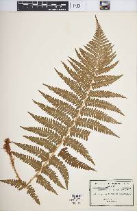 Dryopteris fragrans image