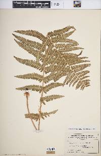 Dryopteris fragrans image