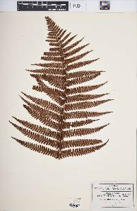 Dryopteris fragrans image