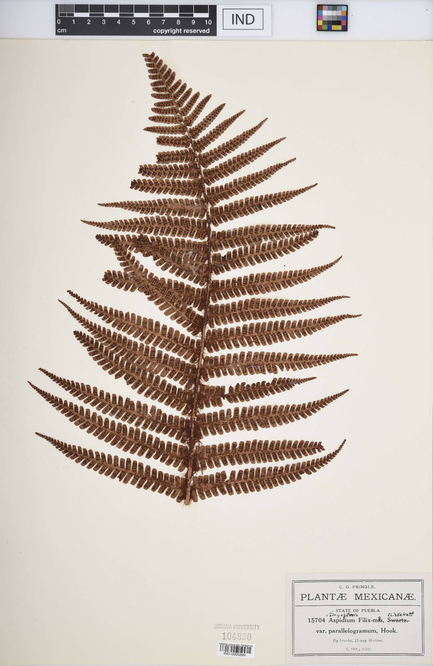 Dryopteris fragrans image