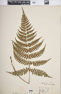 Dryopteris fuscipes image