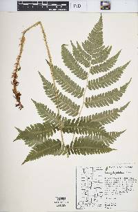 Dryopteris goldieana image