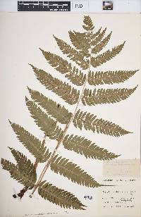 Dryopteris goldieana image