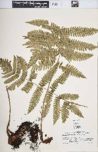 Dryopteris goldieana image