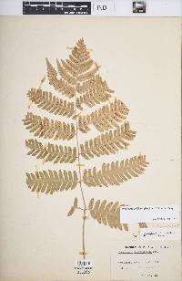 Dryopteris goldieana image