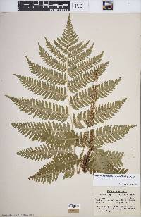 Dryopteris goldieana image