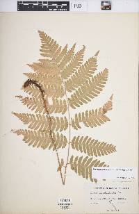 Dryopteris goldieana image