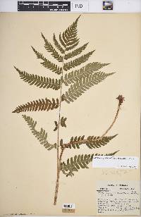 Dryopteris goldieana image