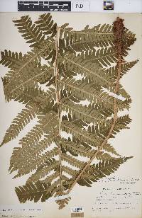 Dryopteris goldieana image