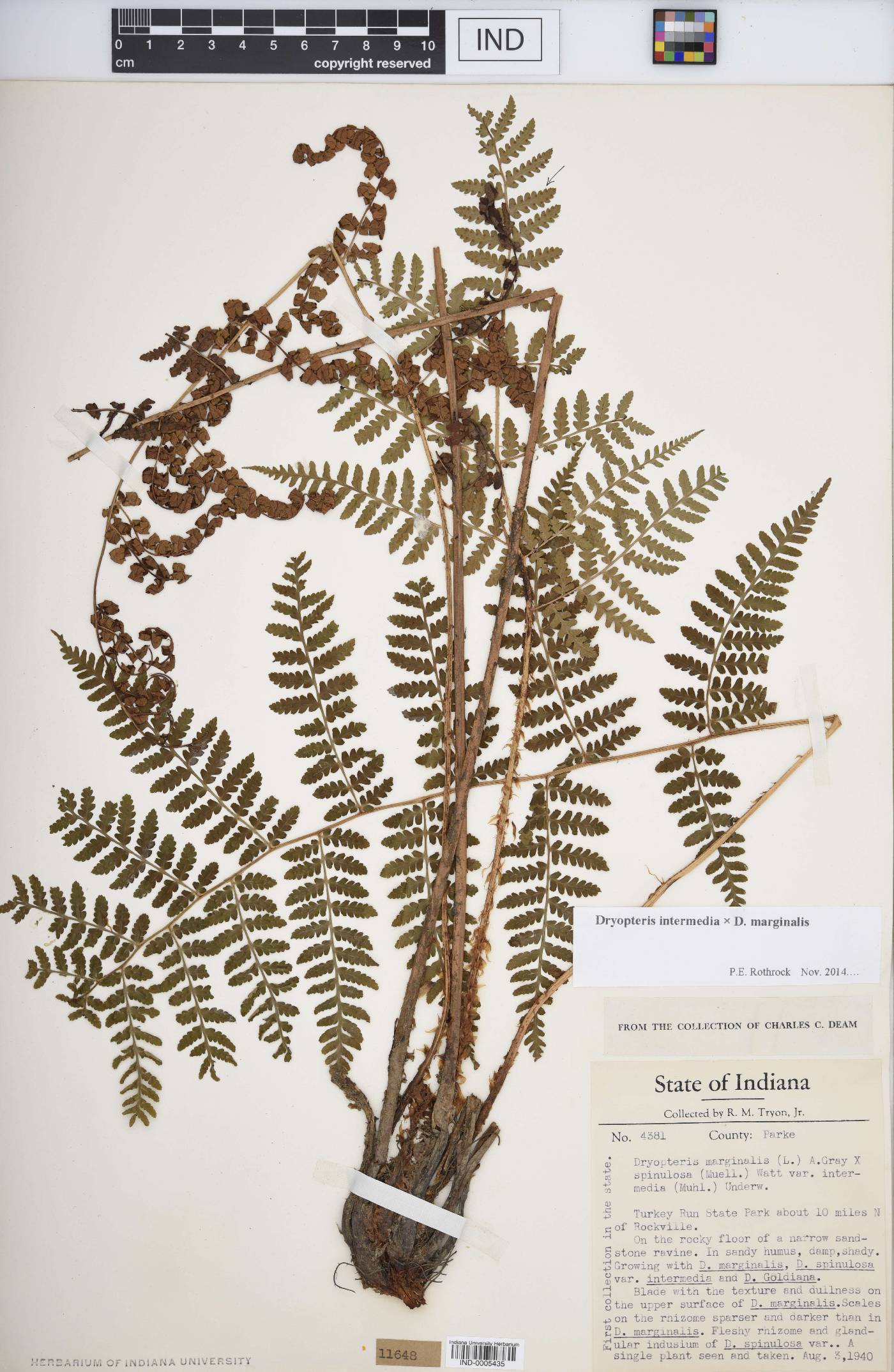 Dryopteris F1 hybrid image