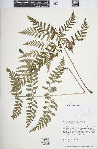 Dryopteris rossii image