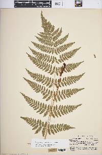 Dryopteris × triploidea image