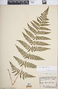 Dryopteris × triploidea image