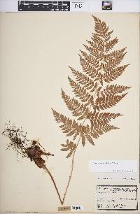 Dryopteris × triploidea image