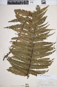 Dryopteris wallichiana image