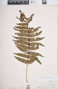 Dryopteris wallichiana image