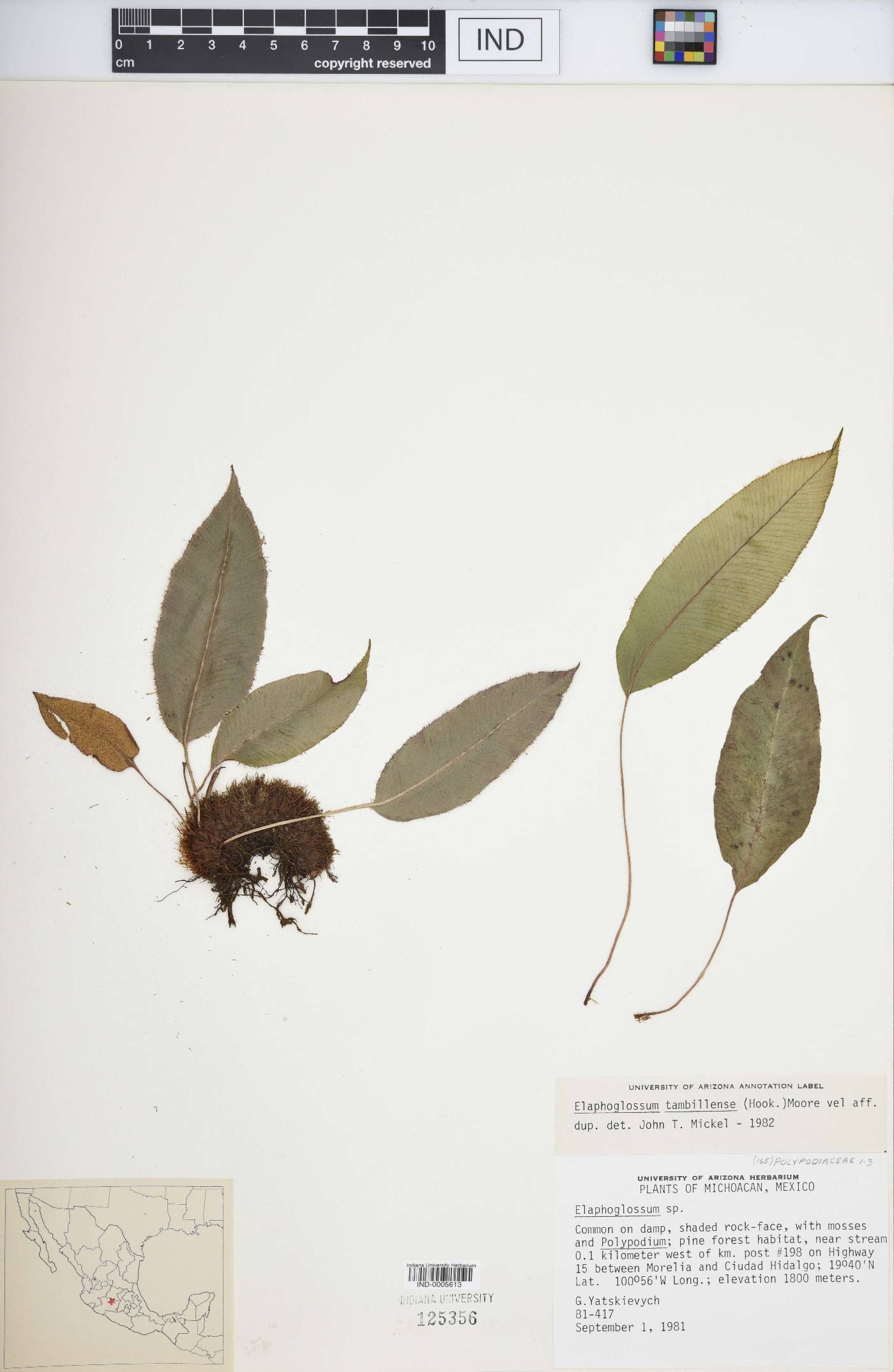 Elaphoglossum tambillense image